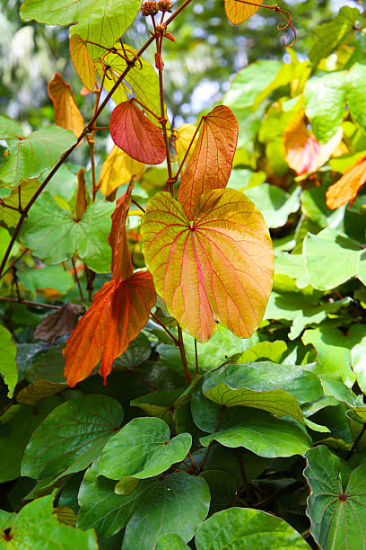 istock Bauhinia aureifolia with distinctive reddish-brown heart-shaped leaves 2230708665