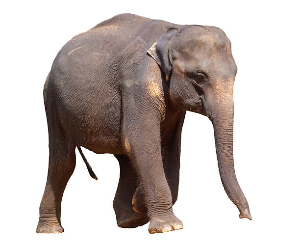 istock A large elephant is walking across a white background 2230710099