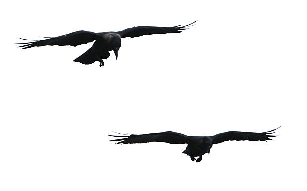 istock Two birds flying in the sky 2230710132