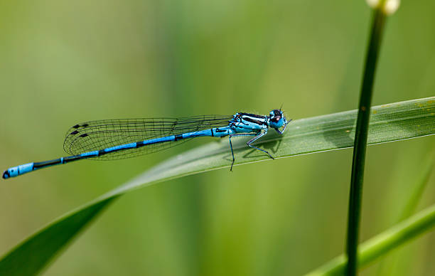istock A blue dragonfly is sitting on a green leaf 2230710216