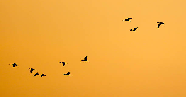 istock A flock of birds flying in the sky 2230710295