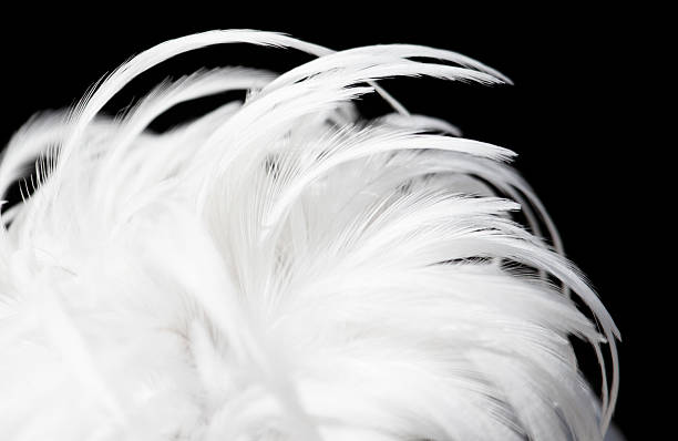 istock A close up of a white feather with a black background 2230710306