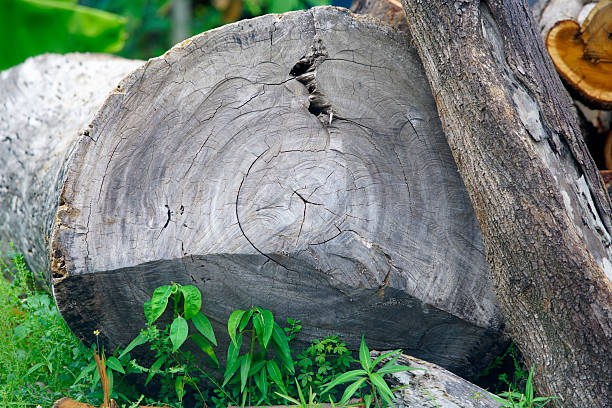 istock Close-Up of Cut Tree Log with Detailed Textures and Natural Setting 2230710461