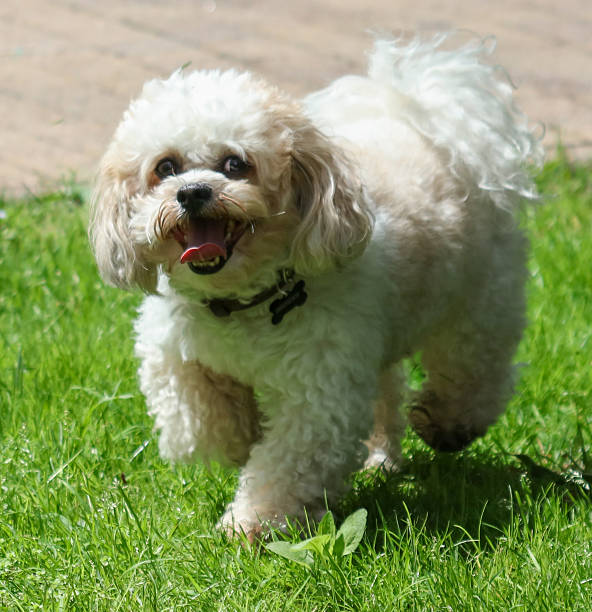 istock A small white and brown dog is running through a grassy field 2230710676