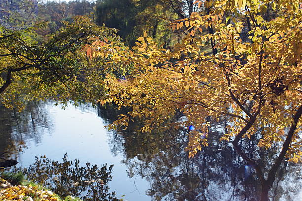 Some golden autumn views around a park in Pushcha-Vodytsia resort near Kyiv, Ukraine.