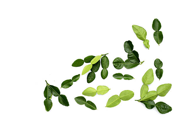 istock Kaffir lime leaves on white background. 2230711278