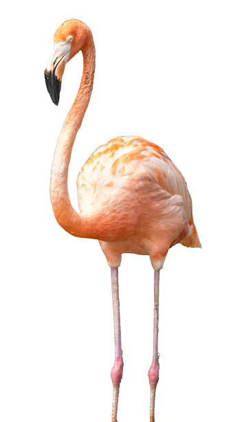 istock Pink flamingo 2230711737