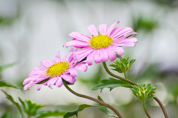 Beautiful flowering bush of Osteospermum. The magenta-lilac color petal flowers in shallow depth of field. 4