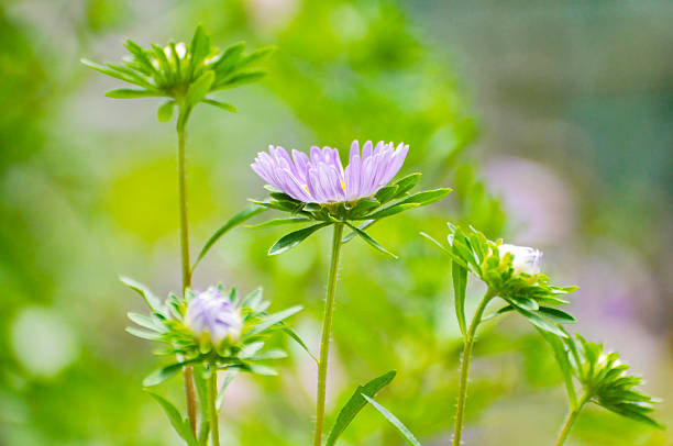 istock Chrysanthemum flower in garden 2230711982