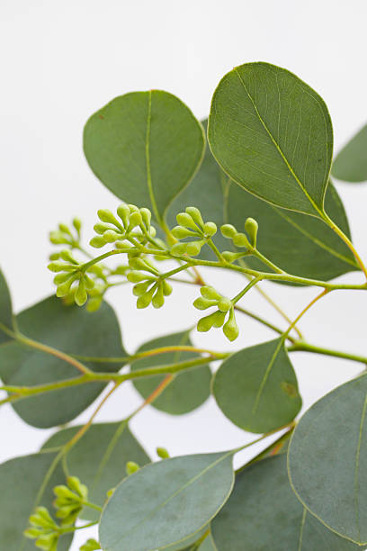 istock Eucalyptus leaves on white background. Green leaf branches. 2230712053