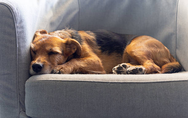 istock A dog is sleeping on a couch, peacefully and without worries 2230714027