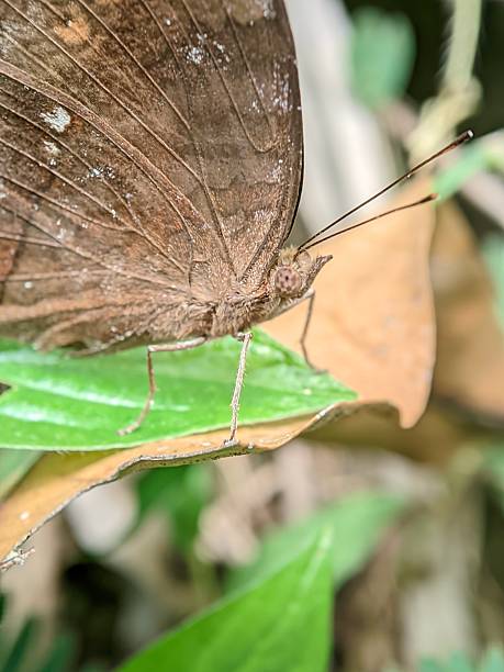 istock Butterfly stand on the leaf in some garden 2230714483