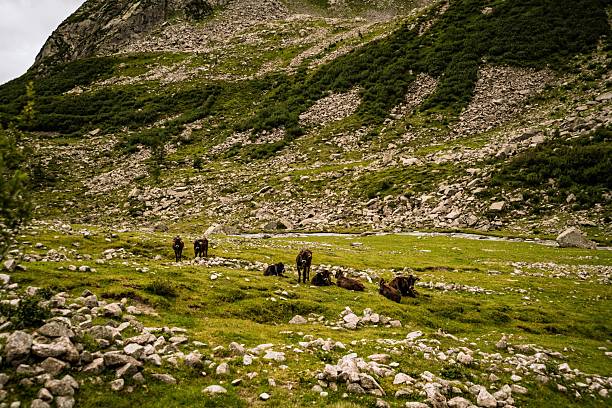 sunlight in the Alps with sheep in landscape