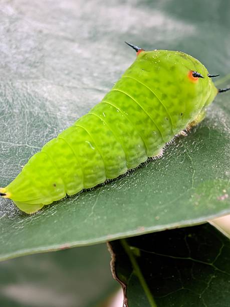 istock Tailed jay or butterfly larva on the leaf 2230716134