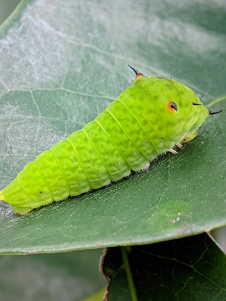 istock Tailed jay or butterfly larva on the leaf 2230716181