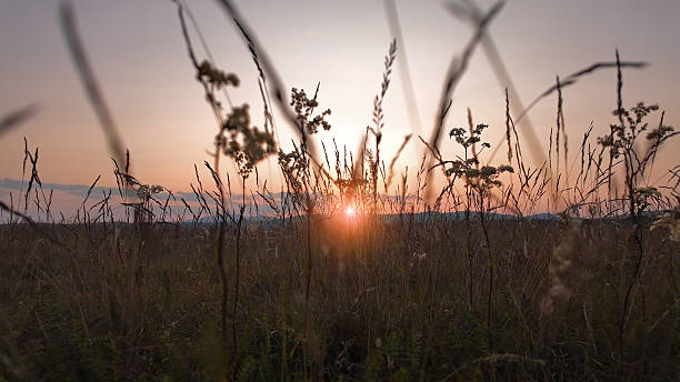 istock Summertime mountain fields landscape with flowers in sunset sunrise time. 2230716528