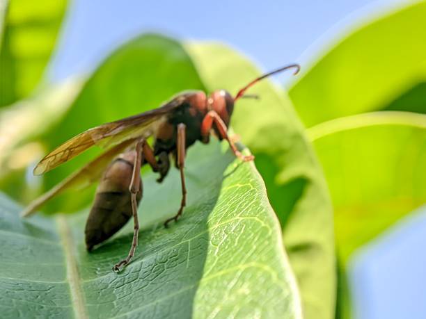 istock Bee stay on the green leaf 2230717401