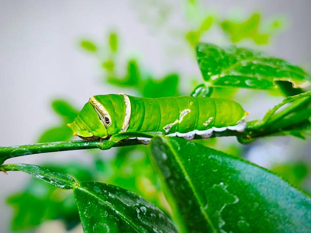 Papilio Demoleus caterpillar (Lemon butterfly)