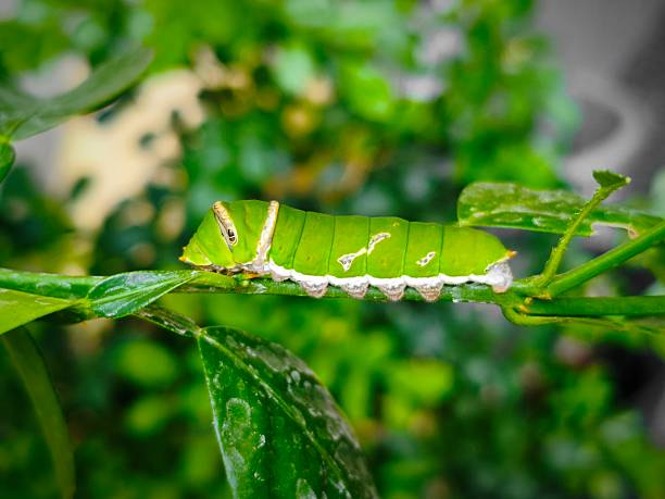 A caterpillar on a tree branch. One of the many tropical creatures that can be viewed at Butterfly Gardens in Victoria, B.C.