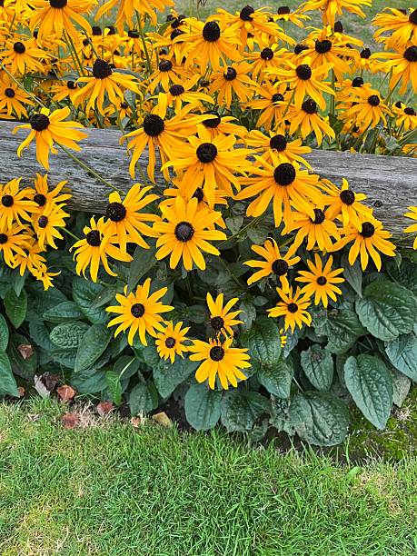 istock Black-eyed Susan growing between a rustic fence 2230719468