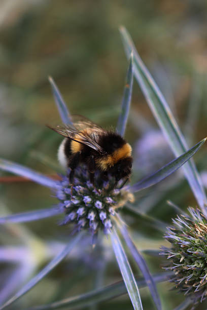 Bombus on blue sea Holly. Black and yellow bumble bee collecting nectar on a Eryngium amethystinum flower