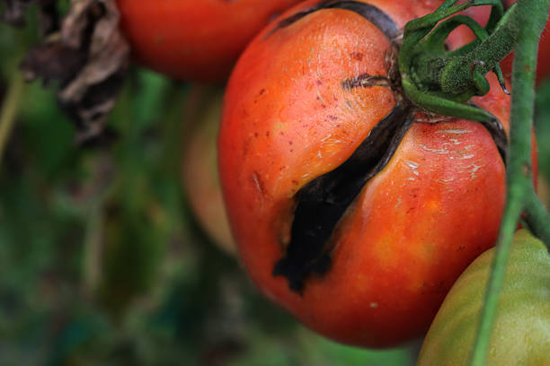 Big red ripe Tomatoes damaged by late blight disease in the vegetable garden. Phytophthora infestans