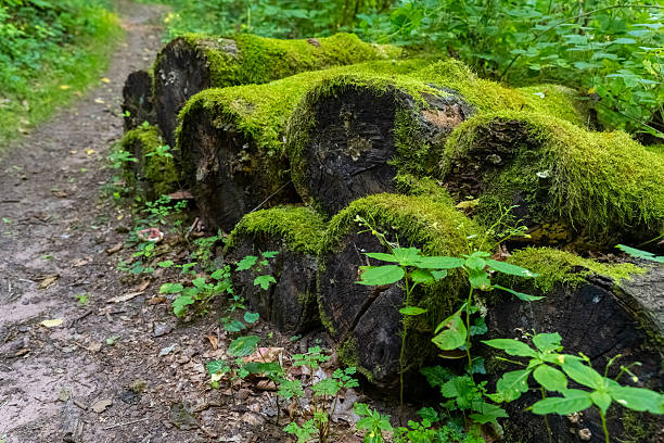 Mossy logs line a peaceful forest trail, surrounded by lush greenery under the dappled light of a spring day, inviting exploration and tranquility in nature.