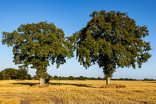 Oak trees in an agricultural field, on a sunny late summer's evening