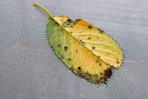 ​A yellowing leaf rests on a porous gray surface covered in countless water droplets. The vibrant green color that still remains near the petiole gradually transitions into a rich yellow, changing to dark brown shades at the edges.