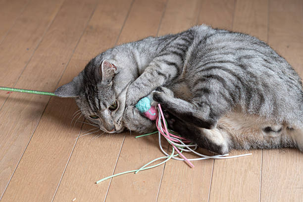 istock Cute cat playing with a toy 2230721798