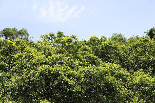 istock A tree with green leaves is in the foreground 2230722057