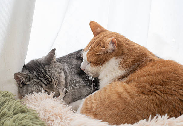 istock Two cute cats relaxing by the window 2230722862