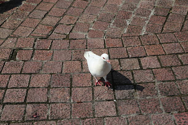 Beautiful white dove in the park.