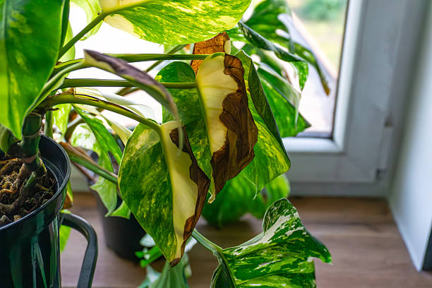 istock Monstera marmorata in a pot, green leaves with yellow marbled patterns, partially dried, difficult to grow indoors, placed near a window inside an apartment. 2230723798