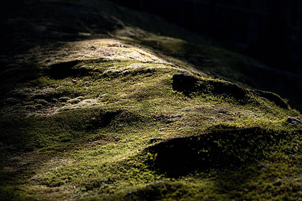 Macro view of moss-covered forest floor with natural texture highlighted by dramatic interplay of light and shadow creating an organic nature background