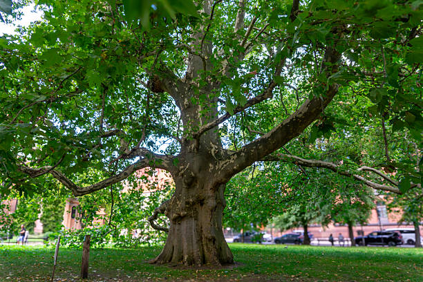 istock massive plane tree with wide branches growing in a city park, surrounded by green grass, with buildings and walking people in the background. 2230724404