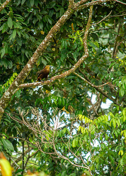 istock Brown Bird in Lush Tropical Forest 2230724803