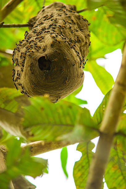istock Bee Hive in Putumayo Rainforest 2230724828