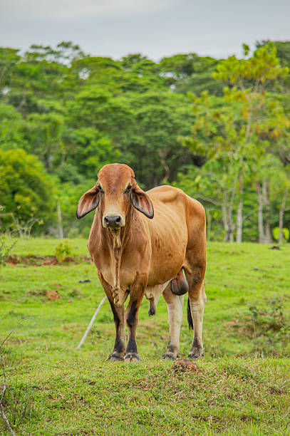 istock Brown Cow on Green Pasture in Putumayo 2230724863
