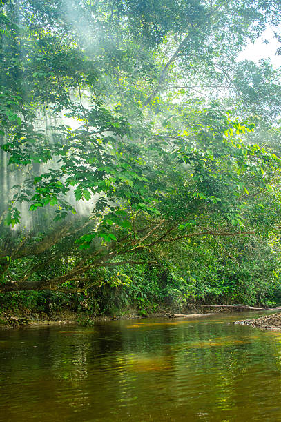 istock Serene River Landscape in Putumayo, Colombia 2230725061