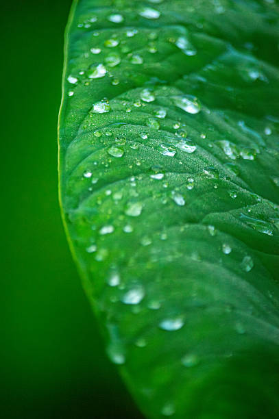 istock Close-Up of Dew Drops on Green Leaf 2230725085