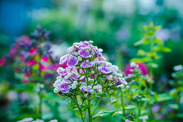 Blooming \