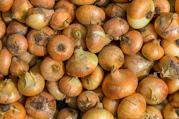 istock Many onions with husks, fresh harvest 2230726738