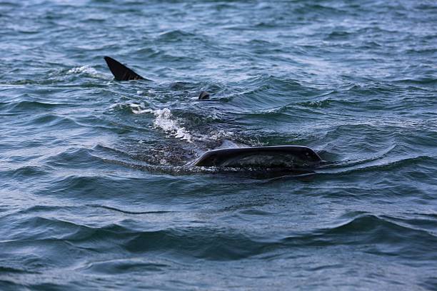 Whale shark swimming at the ocean surface with dorsal fin visible, symbolizing marine life and conservation.