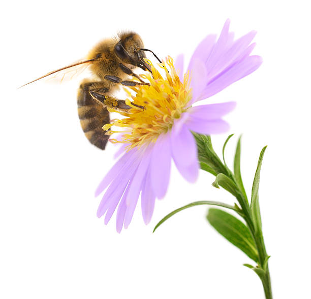 istock Honey bee on purple flower isolated on white 2230726971