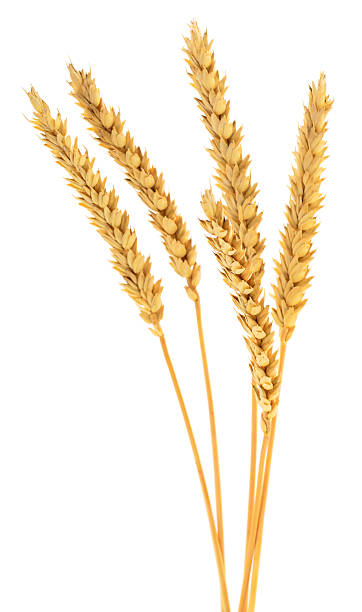 istock Wheat ears isolated on white background close up 2230726993