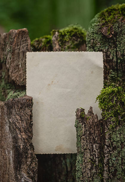 istock Blank vintage paper rests on mossy bark with rustic forest texture 2230727834