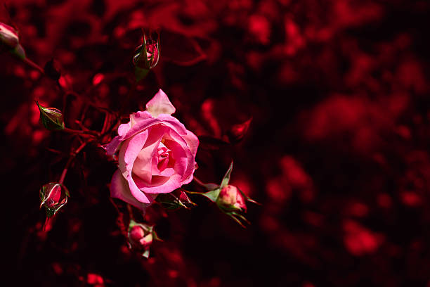 istock Lovely pink rose in dark red shadow place for text 2230728517