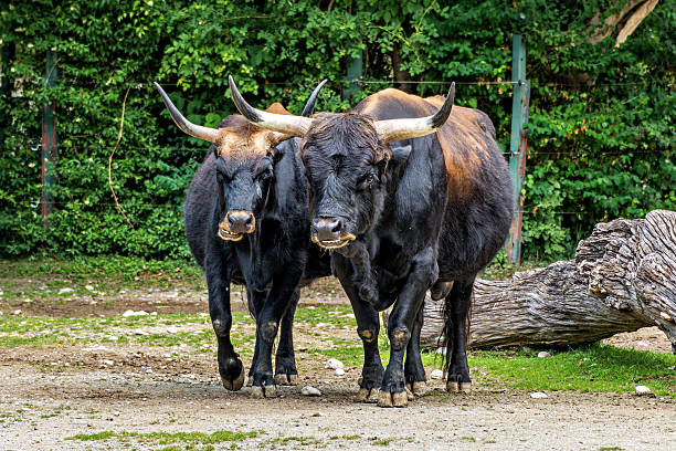 Close up of Highland Cow horns