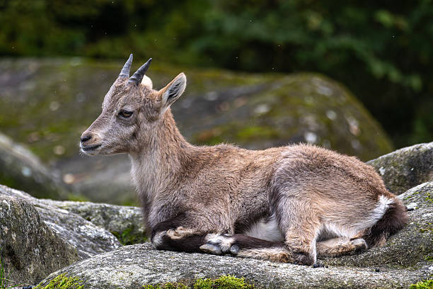 Young baby mountain ibex on a rock - capra ibex in a german park